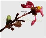  Bracteoles